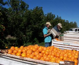 Gayndahs Big Orange - Attractions Sydney 3