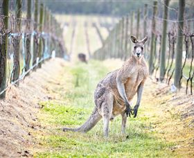 Yabby Lake Vineyard & Cellar Door - Attractions Sydney 8