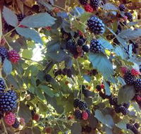 Gunnadoo Berries - Attractions Sydney
