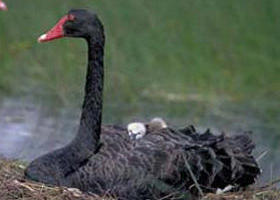 French Island Marine National Park - Attractions Sydney 0