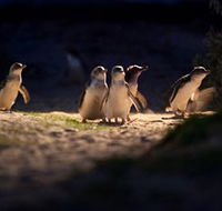 Phillip Island Nature Parks - Attractions Sydney