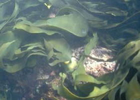 Churchill Island Marine National Park - Attractions Sydney 0