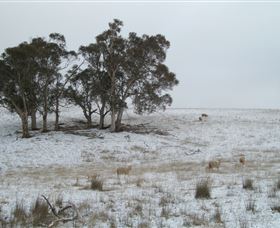 Crookwell Wind Farm - Attractions Sydney 2