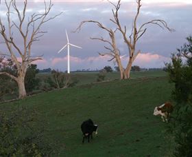 Crookwell Wind Farm - Attractions Sydney 1