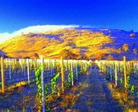 Surveyors Hill Winery