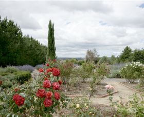 Crystal Brook Lavender Farm - Attractions Sydney 0