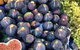 Mia Cucina Walking Food Tours - thumb 1