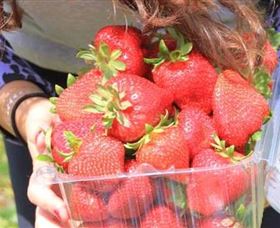 Mia Cucina Walking Food Tours - Attractions Sydney 5