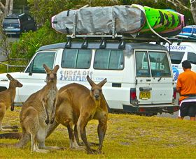 Surfaris Surf Camp - Attractions Sydney 3