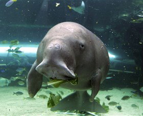 SEA LIFE Sydney Aquarium - Attractions Sydney 1