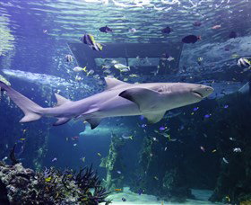 SEA LIFE Sydney Aquarium - Attractions Sydney 0