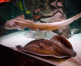 SEA LIFE Sydney Aquarium - Attractions Sydney 4