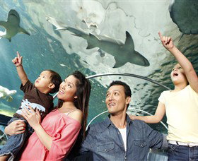 SEA LIFE Sydney Aquarium - Attractions Sydney 7