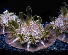 SEA LIFE Sydney Aquarium - Attractions Sydney 8