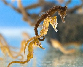 SEA LIFE Sydney Aquarium - Attractions Sydney 6