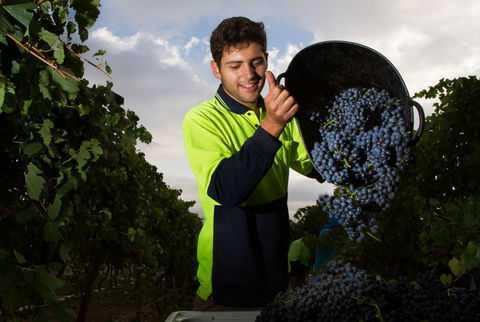 Clonakilla Wines - Attractions Sydney 3