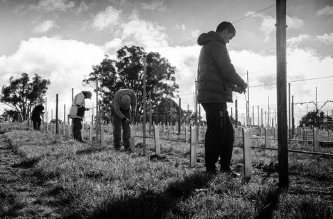 Clonakilla Wines - Attractions Sydney 4