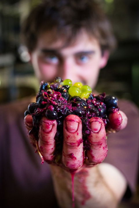 Clonakilla Wines - Attractions Sydney 6