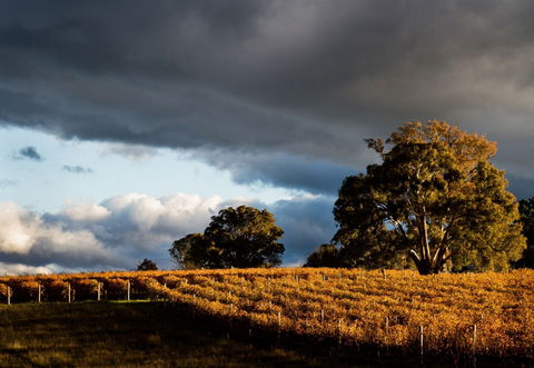 Clonakilla Wines - Attractions Sydney 8