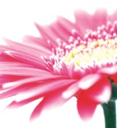 Burwood Plaza - Attractions Sydney 0