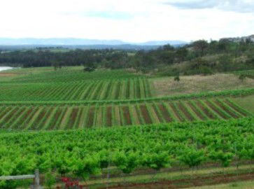 Hunter Vineyard Tours - Attractions Sydney 2
