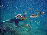 Imagine Cruises - Attractions Sydney 0