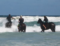 Book Bangalow Accommodation Vacations Attractions Sydney Attractions Sydney