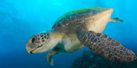 Byron Bay Dive Centre