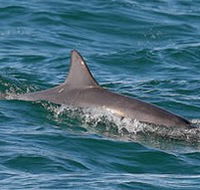 Byron Bay Dolphin Wildlife Tours - Attractions Sydney