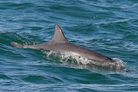 Byron Bay Dolphin Wildlife Tours