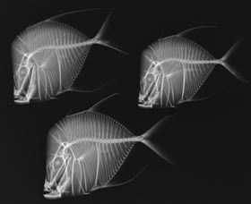 X-Ray Vision: Fish Inside Out - Attractions Sydney 0