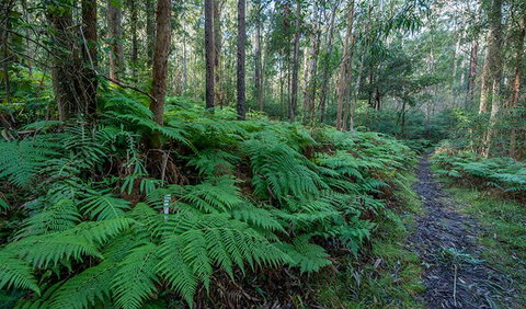 Dalrymple-Hay Nature Reserve - Attractions Sydney 0