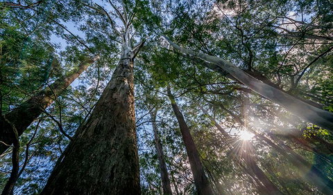 Dalrymple-Hay Nature Reserve - Attractions Sydney 1