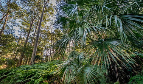 Dalrymple-Hay Nature Reserve - Attractions Sydney 2