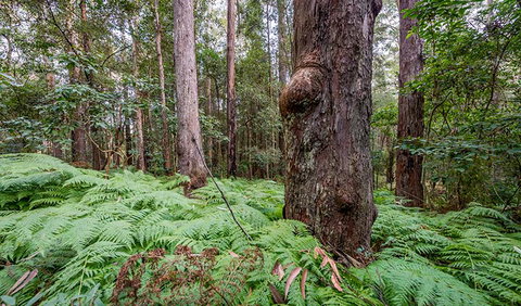 Dalrymple-Hay Nature Reserve - Attractions Sydney 3