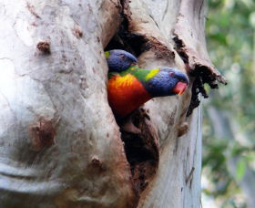 West Pennant Hills NSW Attractions Sydney