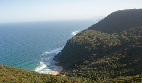 Palm Jungle Loop Track - Attractions Sydney 1