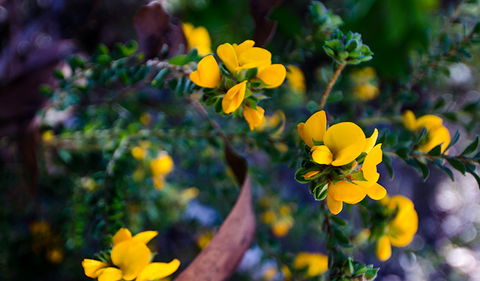Canoelands Ridge Walking Track - Attractions Sydney 2