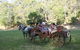 Classic Carriage Drives - thumb 3