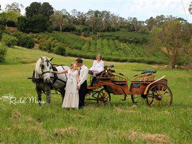 Classic Carriage Drives - Attractions Sydney 2