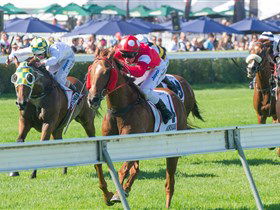 Morphettville Racecourse - Attractions Sydney 2