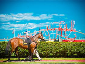 Morphettville Racecourse - Attractions Sydney 3