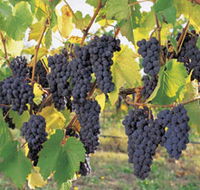 Hills Short Wine and Food Trail - Attractions Sydney