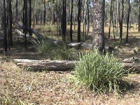 Chudleigh Park Gem Fields - Attractions Sydney 2