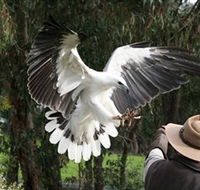 Raptor Domain