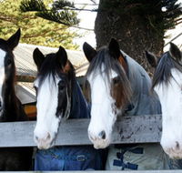 Victor Harbor Horse Drawn Tramway - Attractions Sydney