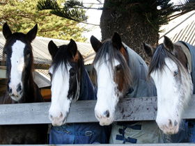 Victor Harbor Horse Drawn Tramway - Attractions Sydney 0