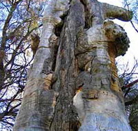 Junction Island Nature Reserve Canoe Tree and Walking Track - Attractions Sydney