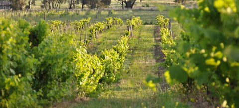 Bell River Estate Winery - Attractions Sydney 3