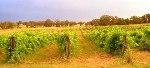 Bell River Estate Winery - Attractions Sydney 7